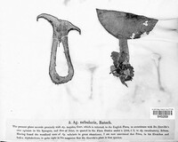 Clitocybe nebularis image